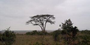 African-Tree-300x199
